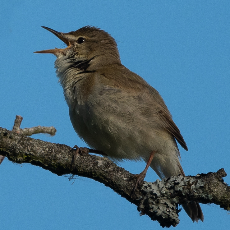 Blyth's reed warbler
